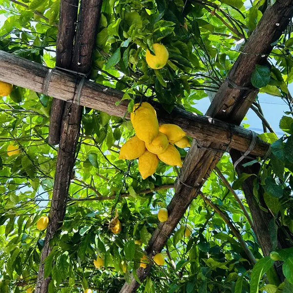 Citroenen uit Sorrento & Amalfi, IGP &&nbsp;Limoncello